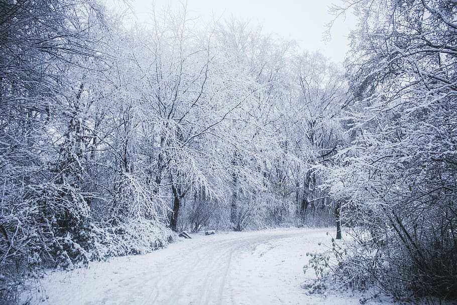 snow covered road between trees, forest trees covered with snow HD wallpaper