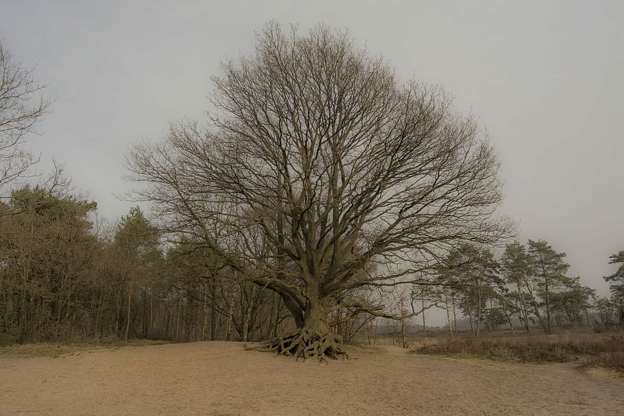Tree, Sand, Nature, Forest, trees, dutch landscape, hiking HD wallpaper