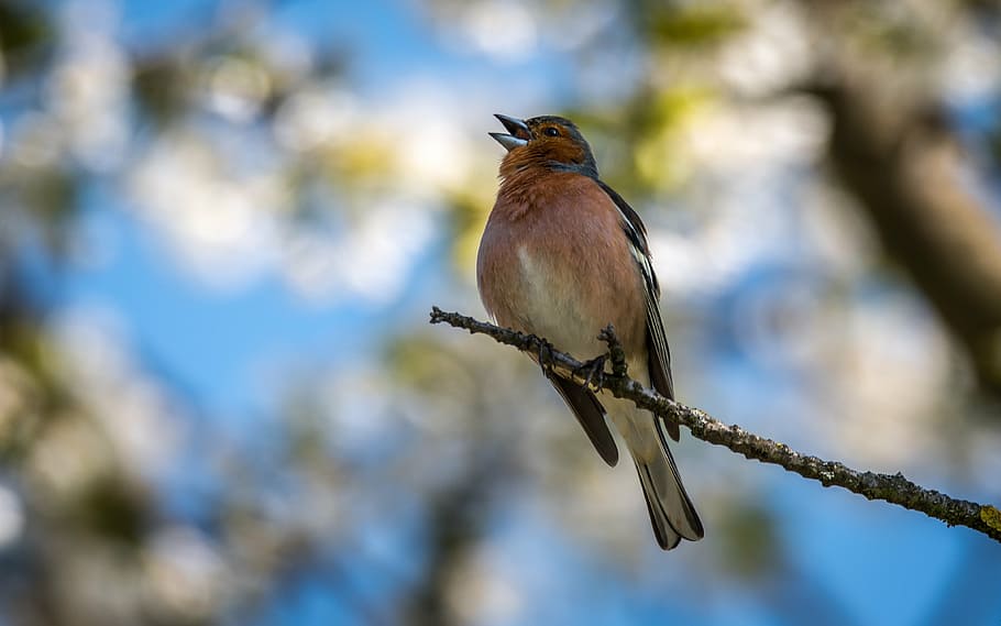 finch, bird, singer, background, beak, nature, a lone, perched HD wallpaper