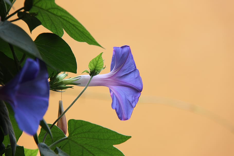 flower, leaf, color, blue, green, floral, nature, plant, spring HD wallpaper