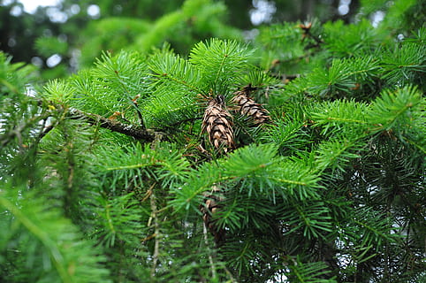 needle, flora, nature, tree, leaf, branch, evergreen, closeup HD wallpaper