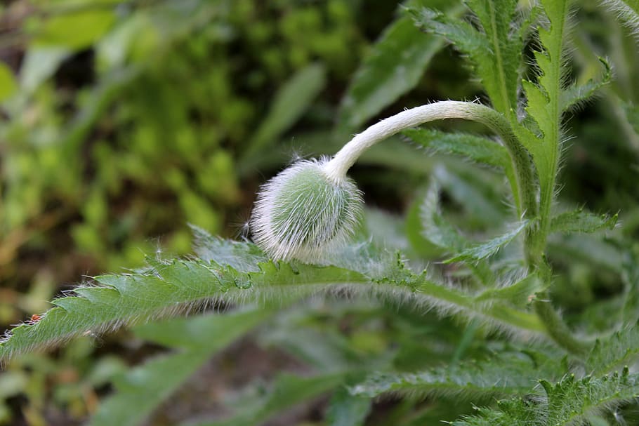 garden, flowers, plant, growth, green color, leaf, plant part HD wallpaper