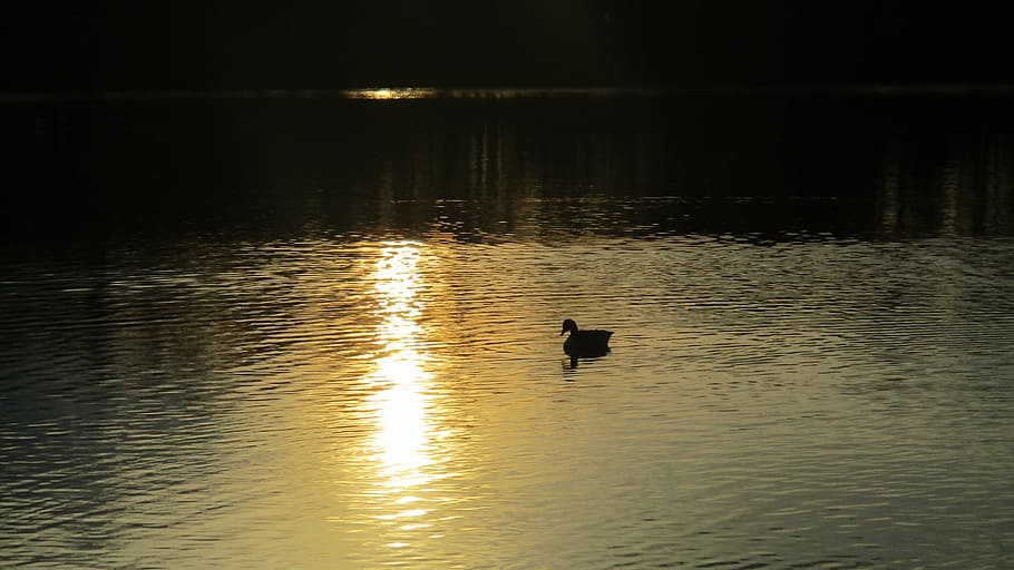 lake, sunset, landscape, evening, duck, water reflection, nature HD wallpaper