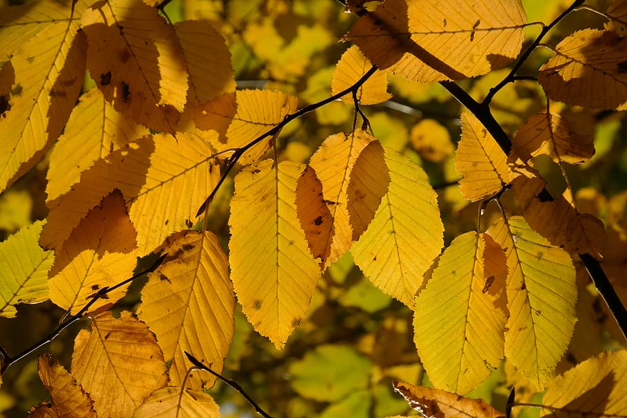 Leaves, Autumn, Fall, Fall Color, Color, Yellow, coloring, hornbeam, HD wallpaper