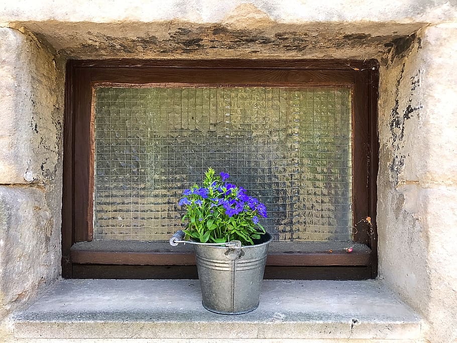 wall, architecture, window, home, plant, potted plant, growth HD wallpaper