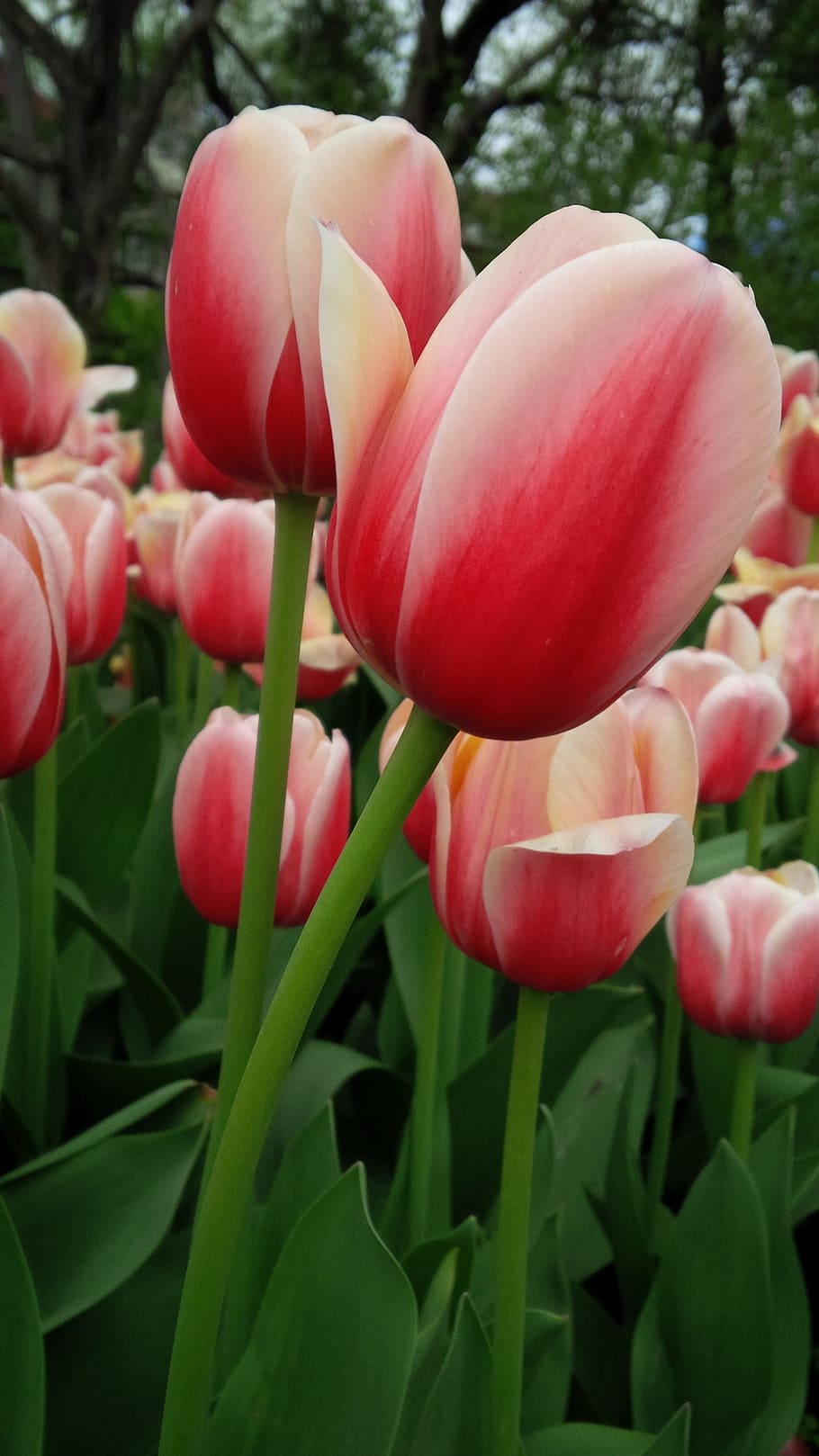 Tulip, Flower, Nature, Spring, Plant, garden, grow, blooming HD wallpaper