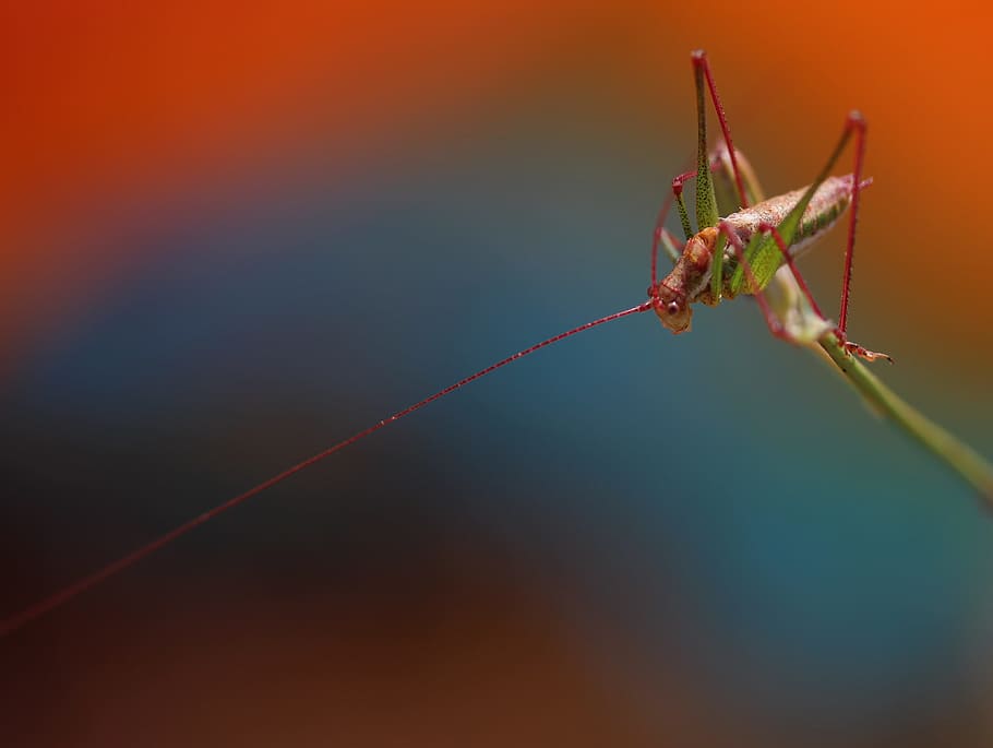 grasshopper, plant, rest, coloring, insecta, animal themes HD wallpaper