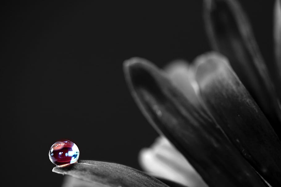 drip, blossom, bloom, macro, drop of water, mirroring, red HD wallpaper