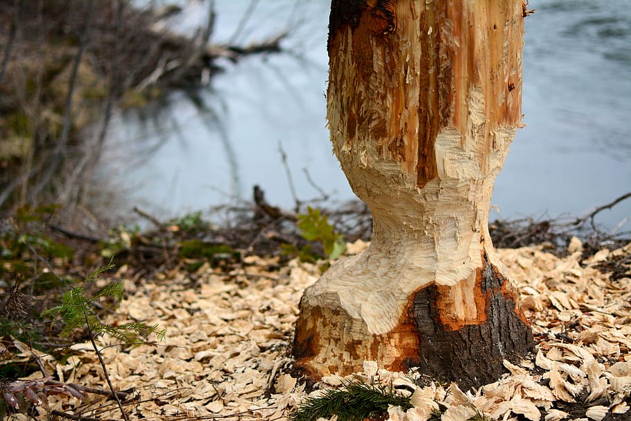 Beaver, Gnaw, Tree, Trunk, gnawed, forest, wood, wildlife, nature, HD wallpaper