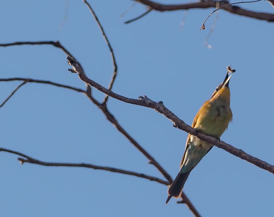 bee eater, bird, australia, branch, perching, tree, animal wildlife HD wallpaper