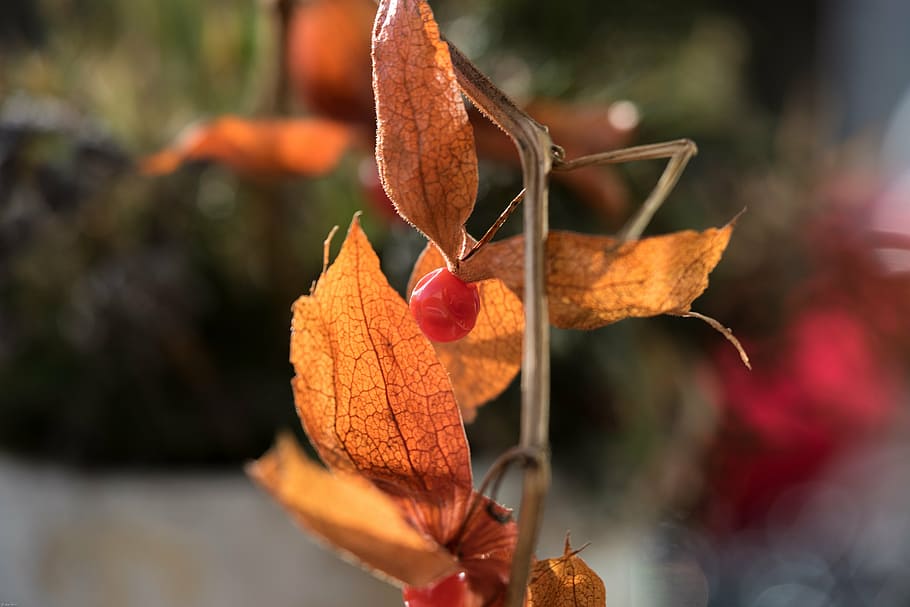 physalis, berry fruit, fruits, food, close, autumn, leaf, plant part HD wallpaper