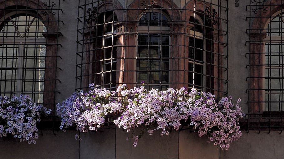 surfinie, window, iron lattice, wrought iron, flowers, architecture, HD wallpaper