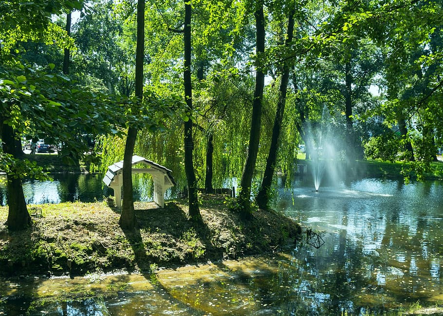 nature, tree, leaf, landscape, water, plant, beauty in nature HD wallpaper
