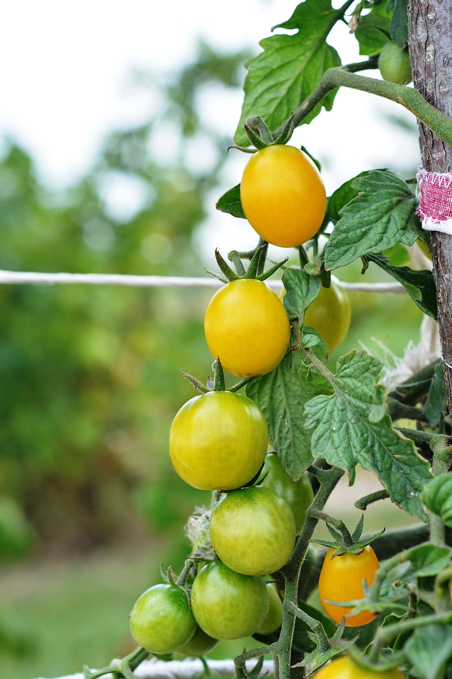 tomato, tomatoes, cherry tomatoes, vegetables, eating, a vegetable HD wallpaper