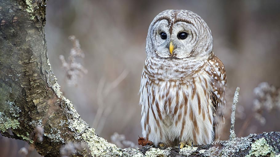 white and brown owl on tree during daytime, gray and brown owl perching on tree at daytime HD wallpaper