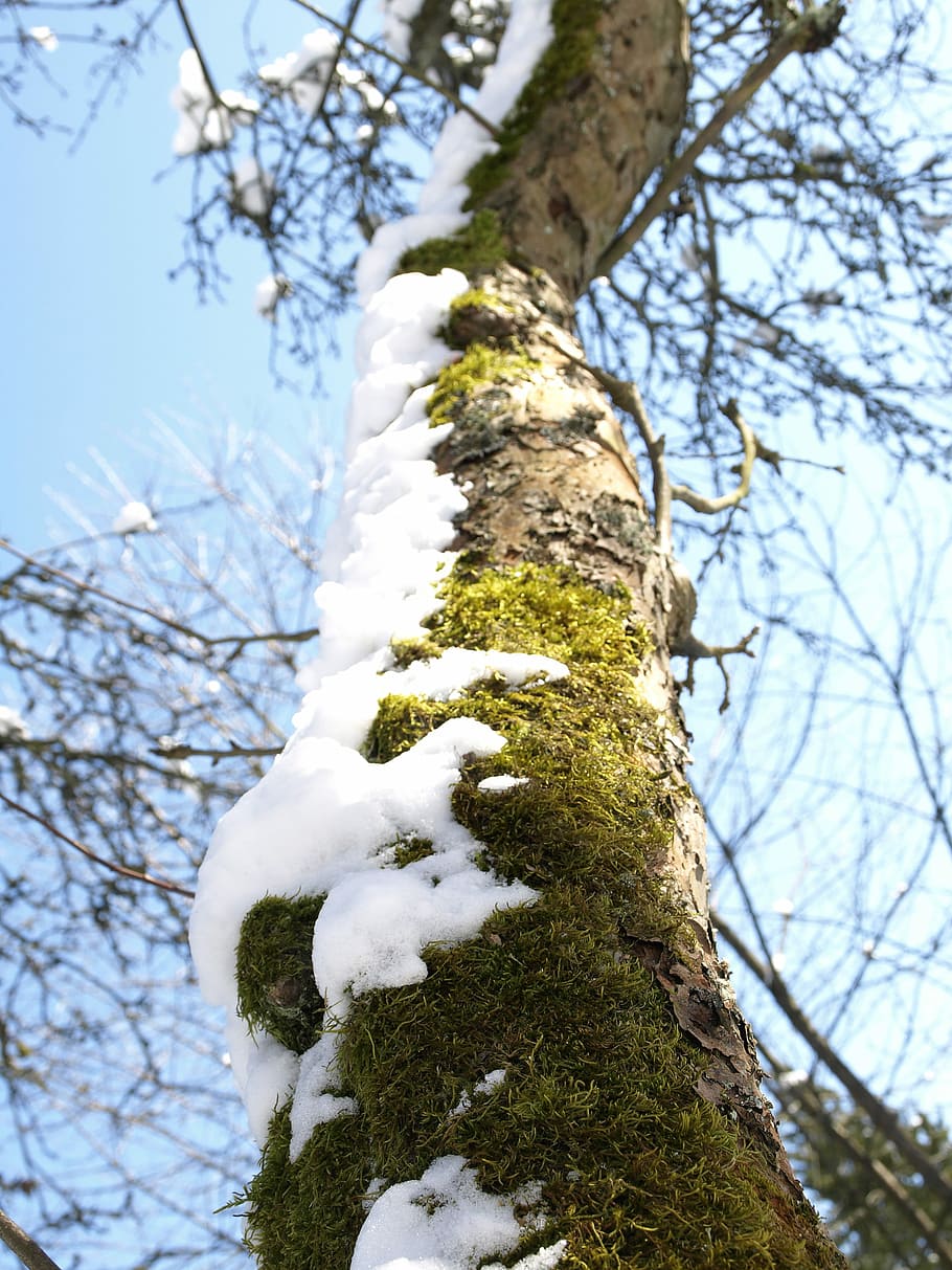 Tree, Tribe, Winter, Snow, Log, aesthetic, cold, bark, frost HD wallpaper