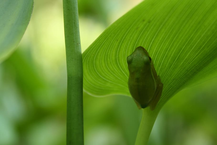 HD wallpaper: frog, nature, leaf, amphibian, green color, plant, close