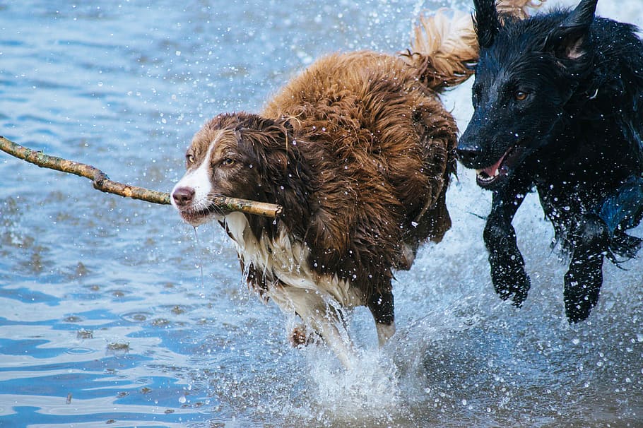 brown dog with stick running together with black dog on water, black German shepherd running with brown border collie dog running in body of water