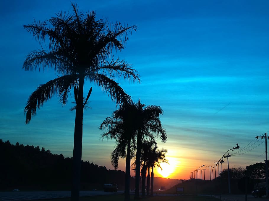 sunset, landscape, coconut trees, nature, sky, tropical climate HD wallpaper