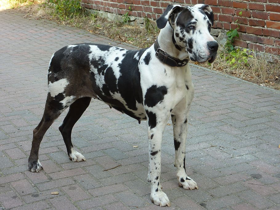 bitch, great dane, dog, domestic, domestic animals, pets, animal themes HD wallpaper
