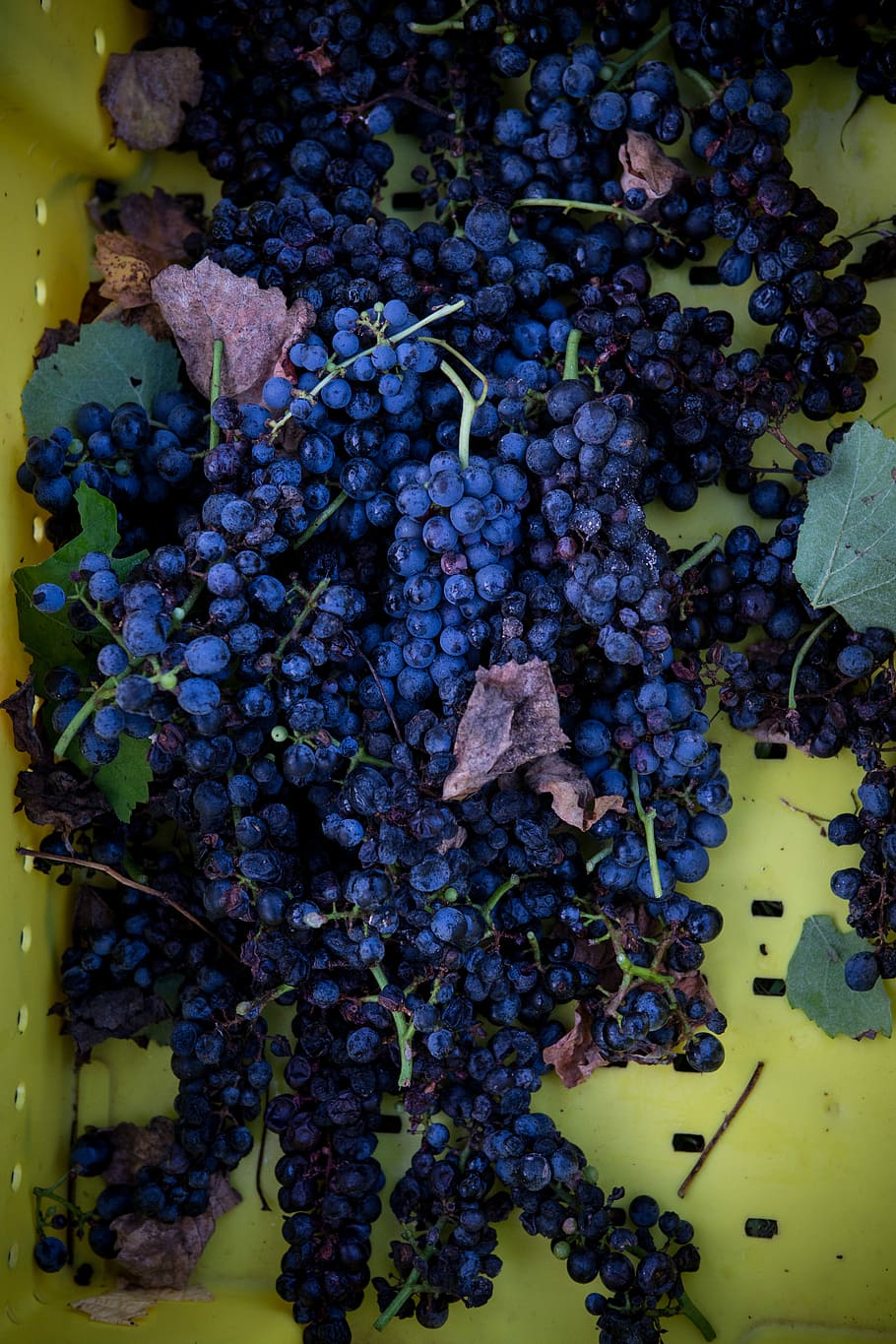 blueberries on yellow container, ripe grape lot, grapes, vines HD wallpaper