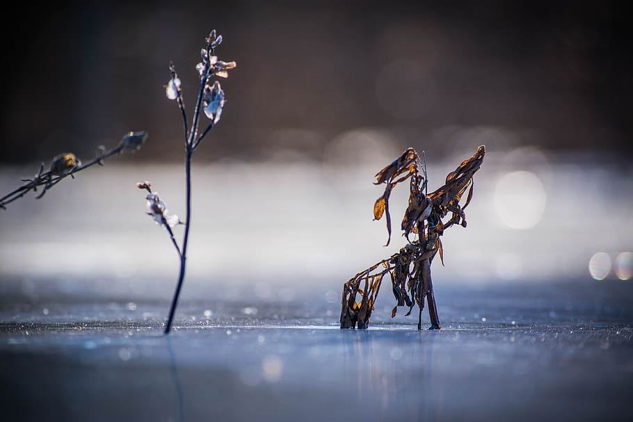 Ice, Leaf, Cold, Winter, Nature, Snow, details, close-up, outdoors HD wallpaper