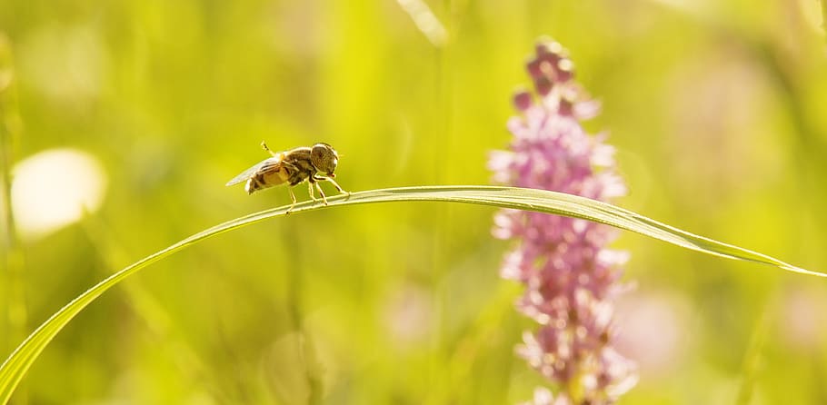 light, been, sun, sunlight, flower, sunshine, sunbathing, insect HD wallpaper