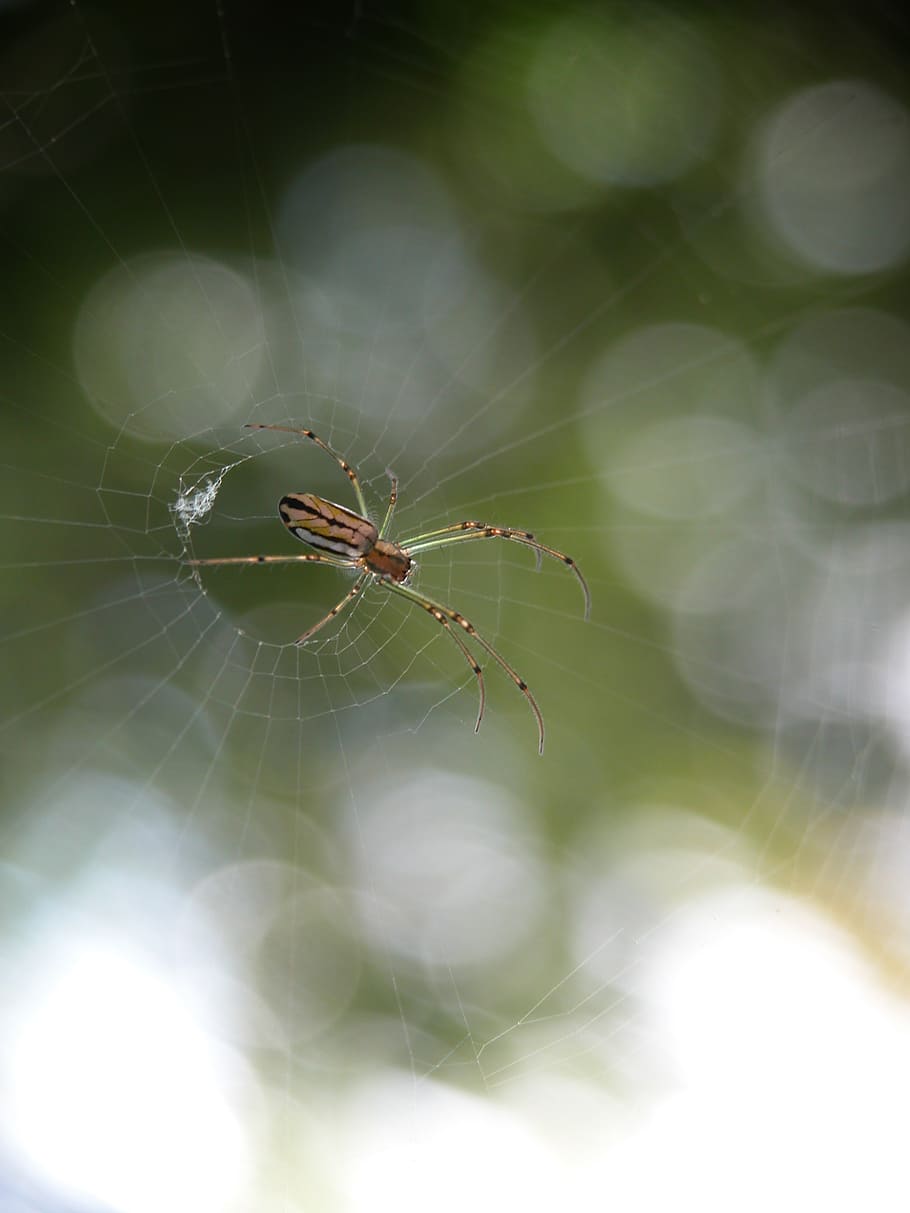 spider, arachnid, web, spider web, animal, animal themes, invertebrate HD wallpaper