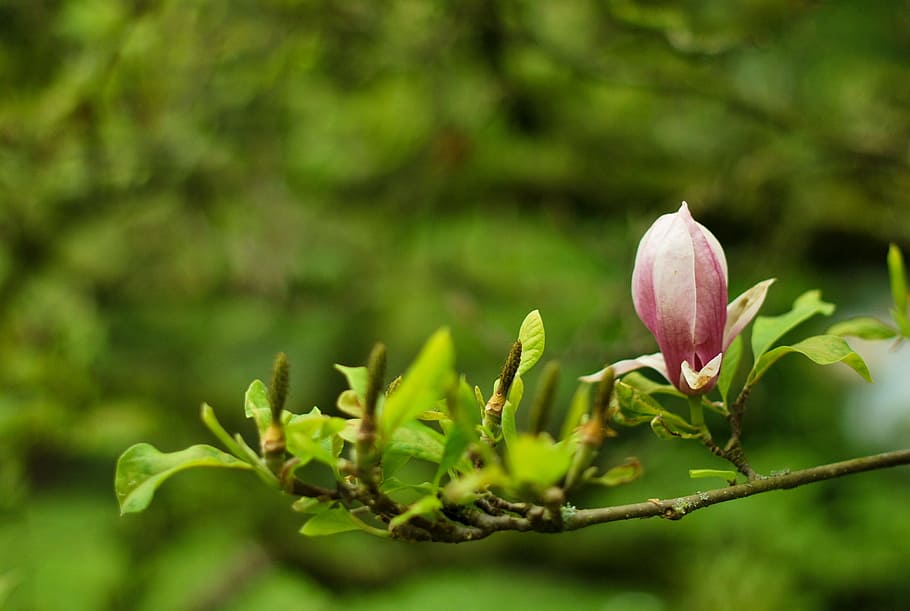 green, leaf, plant, branch, flower, blur, beauty in nature HD wallpaper