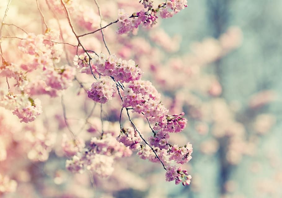 close up photography of pink and white petaled flowers, tree HD wallpaper