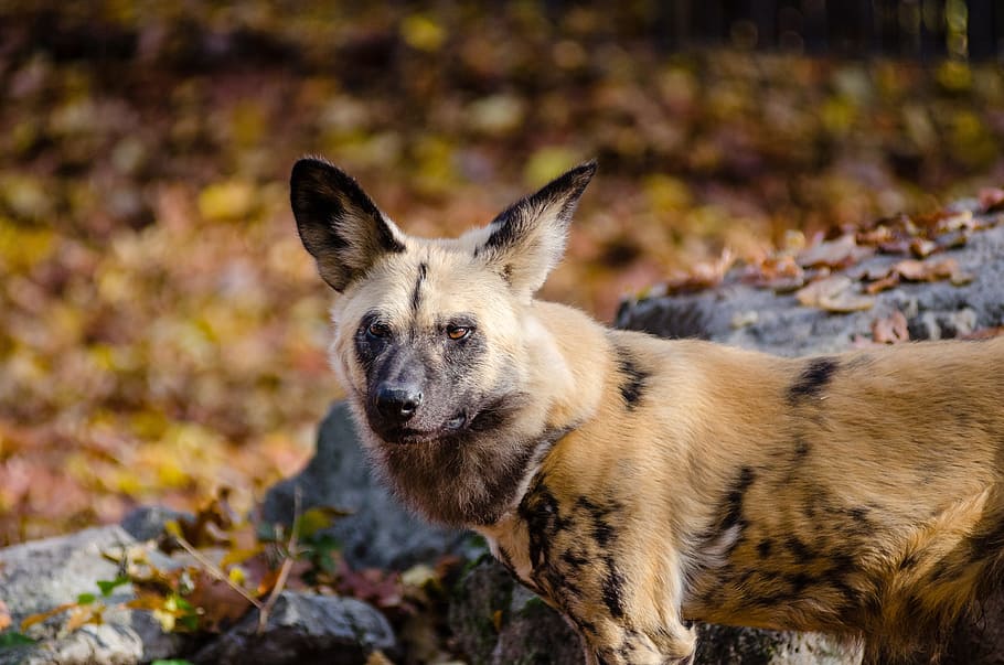 selective focus photo of brown and black fox, african hunting dog, HD wallpaper