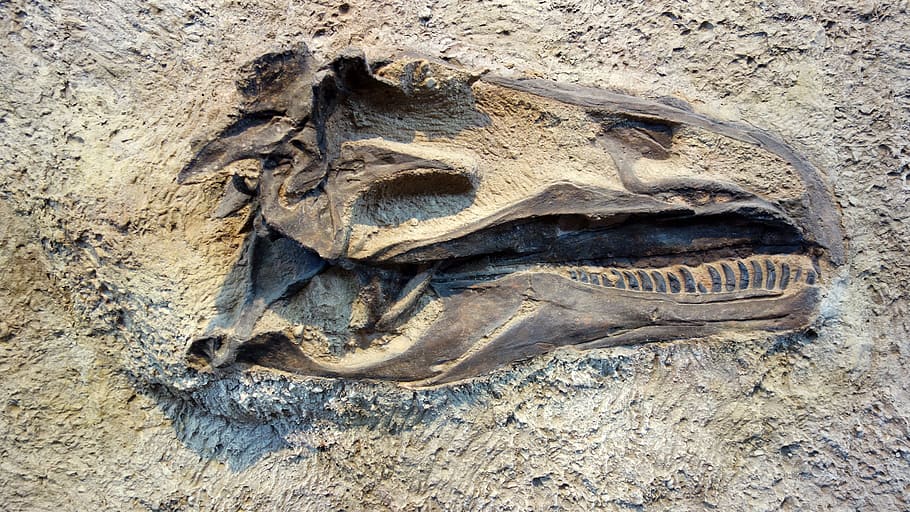 photo of dinosaur fossils on gray soil, Skeleton, Bones, excavations