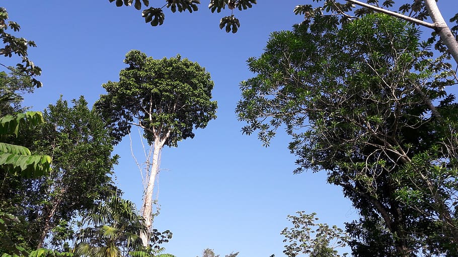 jungle, tree, trunk, plant, sky, blue, beauty in nature, growth HD wallpaper