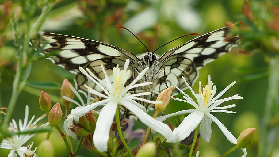 nature, insects, butterfly, macro, animal themes, flower, animal wing HD wallpaper