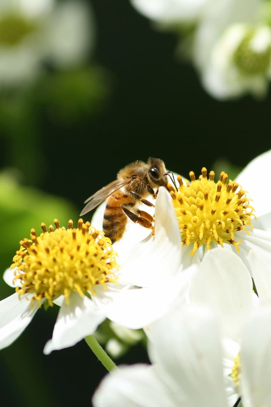 bee, pollen, flower, honey, nature, yellow, insect, beeswax HD wallpaper