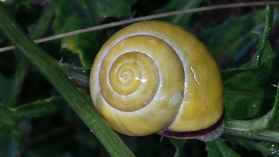 snail, nature, green, shell, yellow, reptile, spiral, slimy HD wallpaper