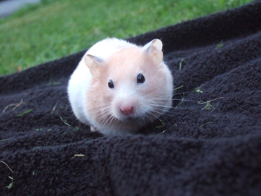 white and brown mouse on black sheet, hamster, cute, small HD wallpaper