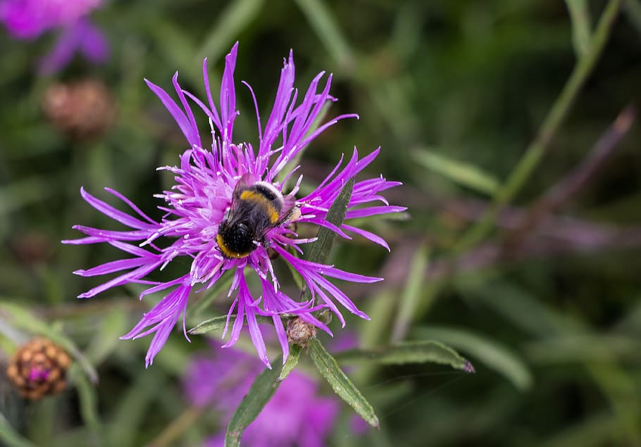 klee, hummel, nature, insect, blossom, bloom, red clover, close HD wallpaper
