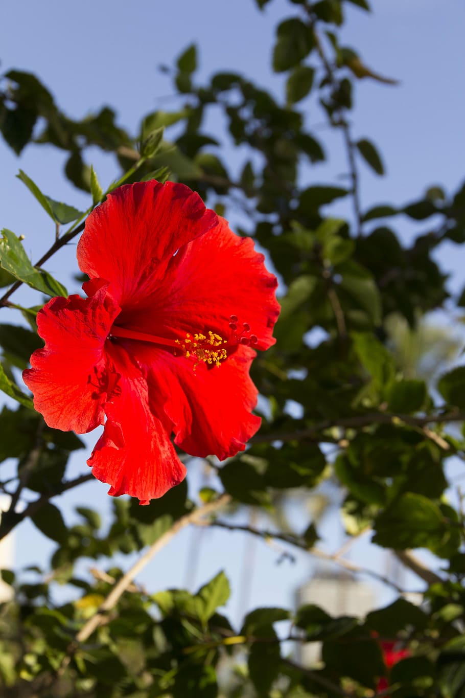 flower, red, hibiscus, nature, plant, leaf, petal, summer, fragility HD wallpaper