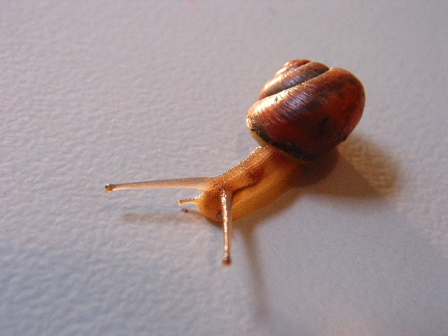 Snail, Animals, Nature, one animal, animal themes, close-up HD wallpaper