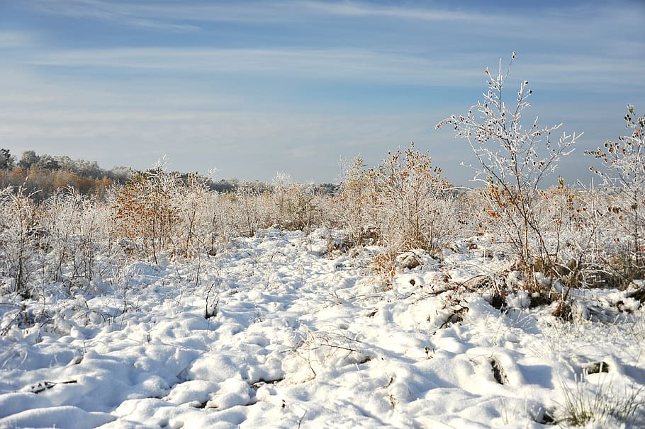 landscape, peat, moor, snow, hoarfrost, trees, cold, winter HD wallpaper