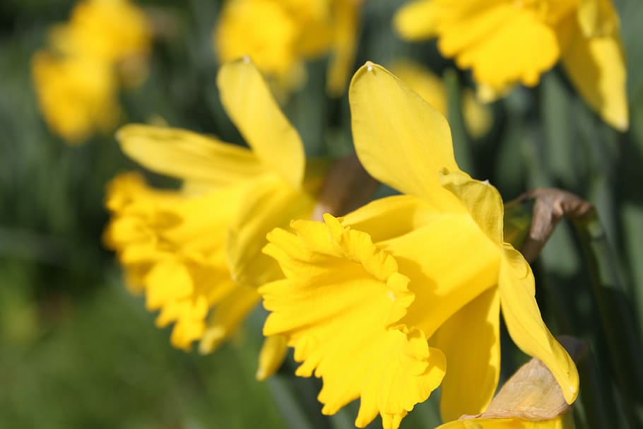 daffodil, flower, easter, yellow underside petals, daffodils HD wallpaper