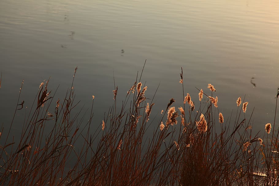 reflection, river, pond, plant, water, tranquility, growth HD wallpaper