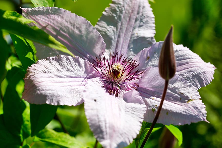clematis, blossom, bloom, pink, climber, nature, close, spring HD wallpaper