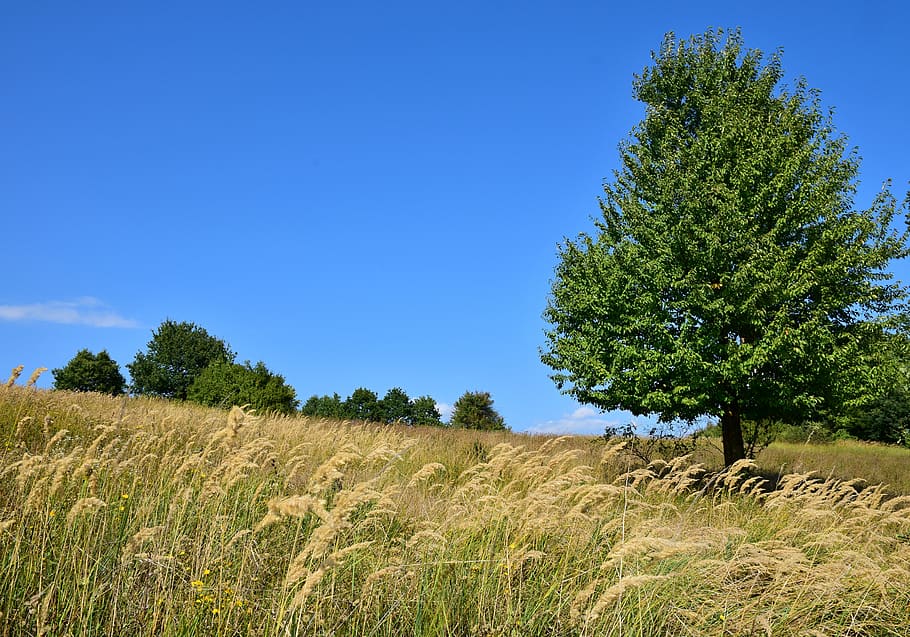 tree, nature, meadow, forest, grass, summer, plant, field, land HD wallpaper
