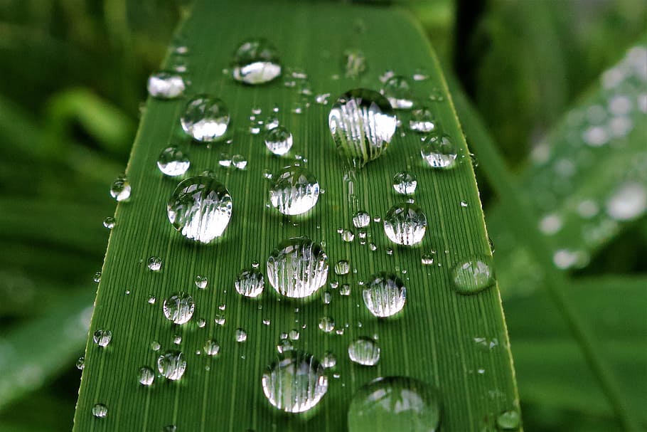 water dew on green leaf plant, Raindrop, Reed, Nature, wet HD wallpaper