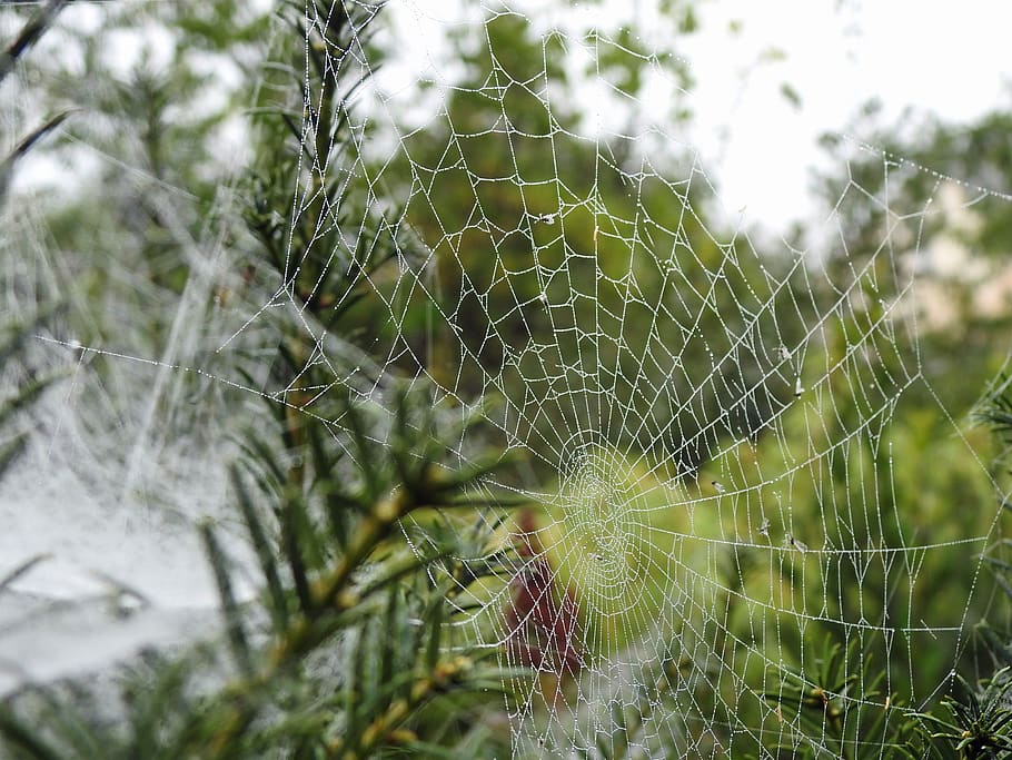 canvas, spider, insect, spider web, fragility, vulnerability HD wallpaper