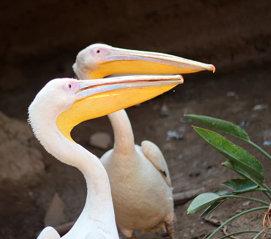 Bird, Yellow, White, hornbill, beak, close-up, portrait, animal wildlife HD wallpaper
