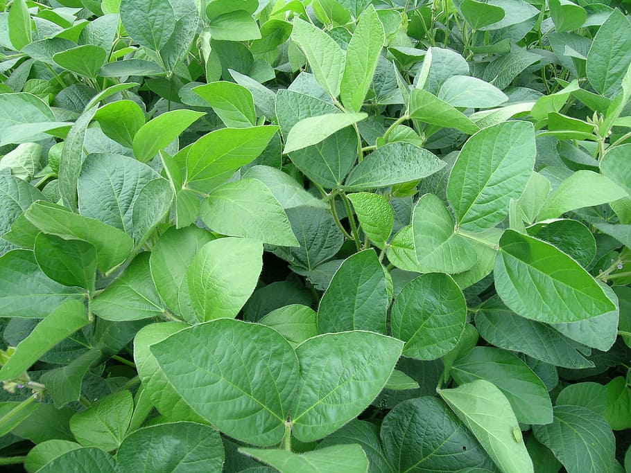Soy, Legumes, Crops, leaf, green color, freshness, food and drink HD wallpaper