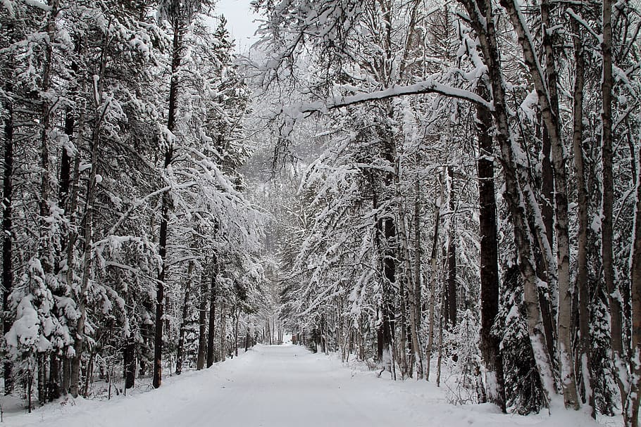 snow covered forest trees, road, winter, nature, cold, white HD wallpaper